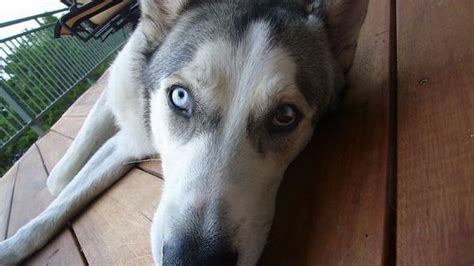 Heterochromia in Animals (12 pics)