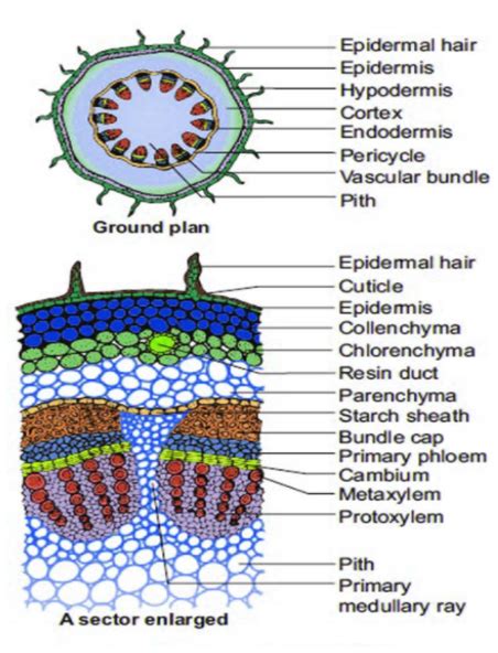 Anatomy of Stem in Biology: Definition, Types and Importance | AESL