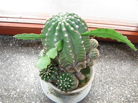 Grafting Cacti (and Other Succulents) : 3 Steps - Instructables