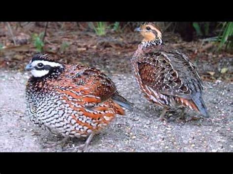 Quail Sounds - Best Animal Voices - YouTube