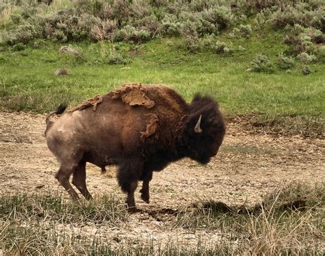 Wildlife-angry Bison Photograph by Dan Sproul