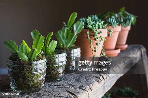 Christmas Cactus Propagation High-Res Stock Photo - Getty Images