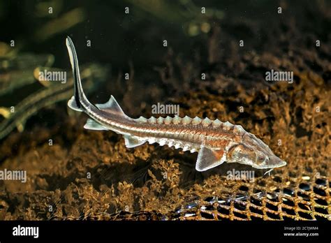 Two young Russian sturgeon in the Volga River wildlife.two Stock Photo - Alamy