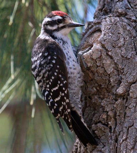 Nuttall’s Woodpecker - Nature Guys