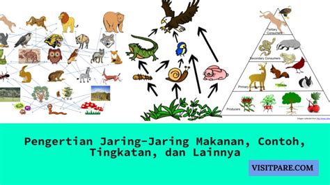 Pengertian Jaring-Jaring Makanan, Contoh, Tingkatan, dan Lainnya