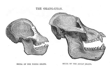 The skeleton of an orangutan. | Animal drawings, Animal skulls, Orangutan