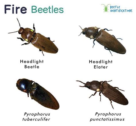 Fire Beetle – Identification, Life Cycle, Facts & Pictures