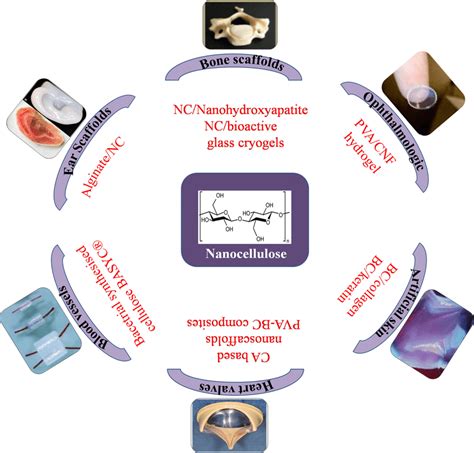 Applications of nanocellulose composites as biomedical scaffolds | Download Scientific Diagram