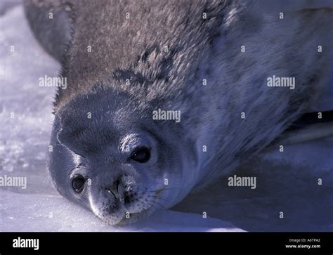 Antarctica, Ross Island, McMurdo Sound, Weddell fur seal pup (Leptonychotes weddelii Stock Photo ...