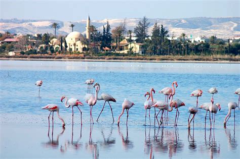 Visit the Larnaca Salt Lake: A Protected Habitat - My Cyprus Travel ...