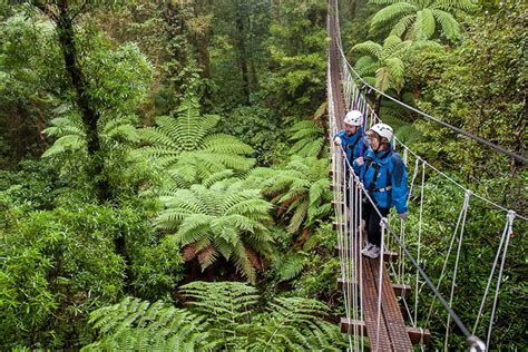 Rotorua Zipline Canopy Adventure Eco ForestTours 2019