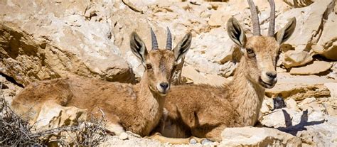 Desert Flora & Fauna | Desert Tours in Israel | Pomegranate Travel