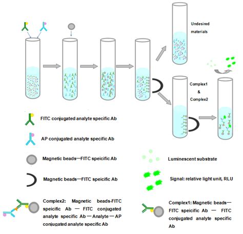 The Principle for Sandwich Chemiluminescence Enzyme Immunoassay - CLOUD ...