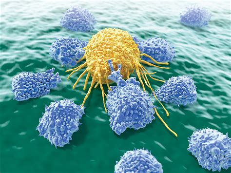 Researchers engineer Natural Killer cells to destroy cancer cells but leave the rest alone