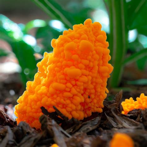 Orange Slime Mold in Garden - Is it Dangerous? [2024] Guide