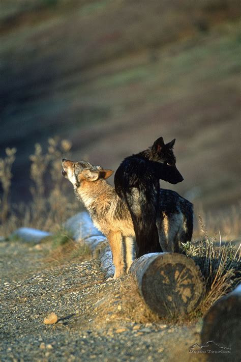 Wildlife in Denali National Park : Close-up Photos of Alaskan Wildlife