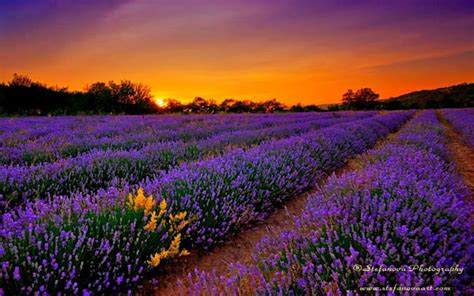 Magnificent Photography of Lavender Fields - Design Swan