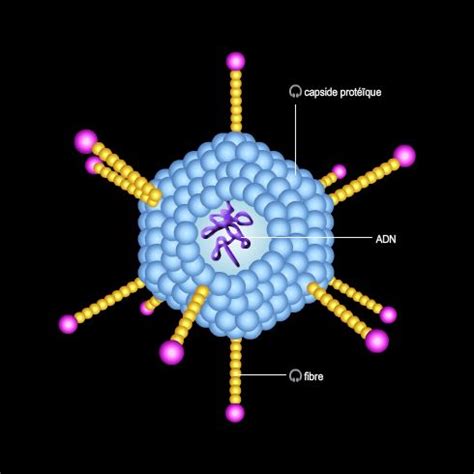 Adenovirus Vaccination