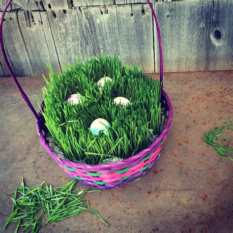 How to Grow Your Own Easter Basket Grass - Simplify, Live, Love