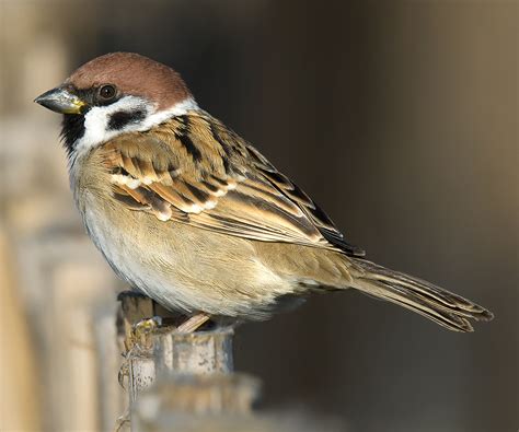 Eurasian Tree Sparrow in China - Shanghai Birding 上海观鸟