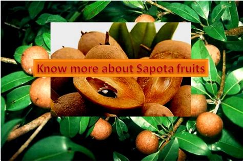 Sapota Fruit | HealthyLife |WeRIndia