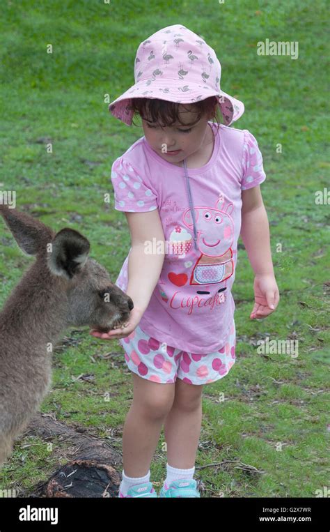 Young girl feeding Western Grey Kangaroo at Lone Pine Koala Sanctuary ...