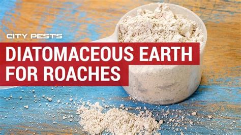 How to use Diatomaceous Earth for Roaches - CITY PESTS