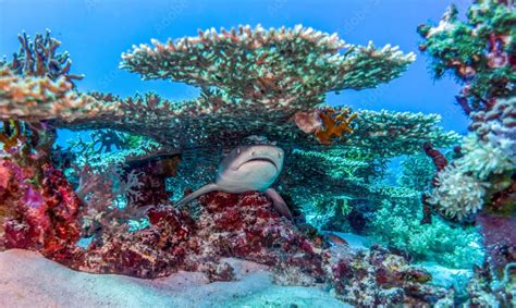 Tubbataha Reef Natural Park 2023 - World Class Diving Spot in the Philippines