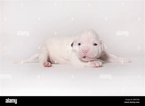 American Bulldog Baby Stock Photo - Alamy