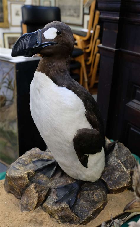 Great Auk! Replica of extinct bird sells for £25,000