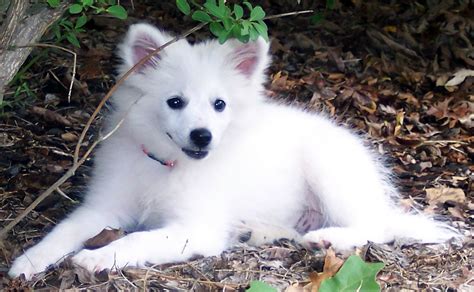 File:American Eskimo Dog (Puppy).jpg - Wikimedia Commons