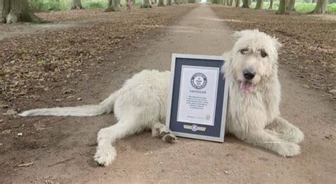 Guinness World Record: Dog with the longest tail | Nature | News | Express.co.uk