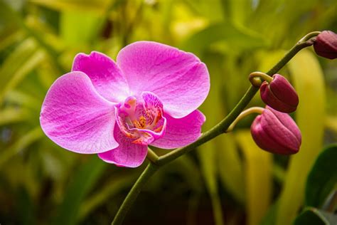 Pink Moth Orchid in Bloom · Free Stock Photo