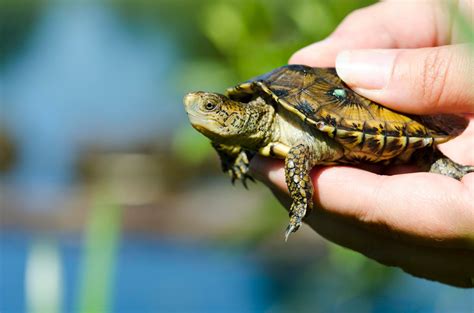 World Turtle Day: Show your love for these mighty heroes