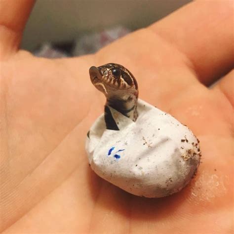 Hognose snake (Heterodon nasicus) baby hatching! Isnt it cute? Credit: Frank Suchey > For more ...