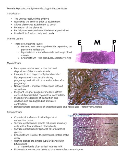 Female Reproductive System Histology II Lecture Notes | Menstrual Cycle ...