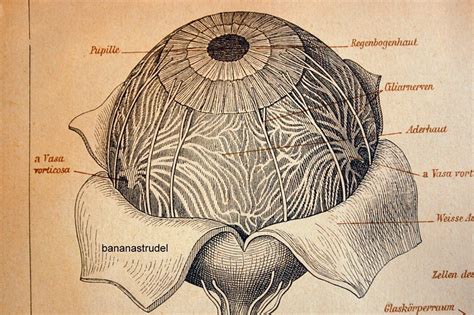 eye anatomy vintage - Pesquisa Google | Medical drawings, Human eye ...