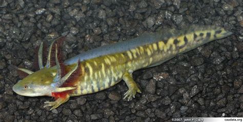 Image result for tiger salamander larvae Tiger Salamander, Larvae ...