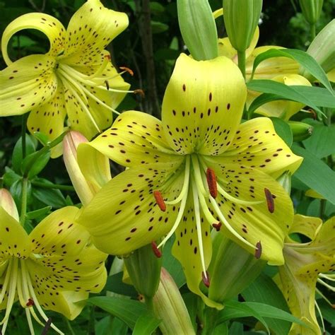 Rare Multi-Color Lily Flower Seeds 100pcs/pack – GreenSeedGarden