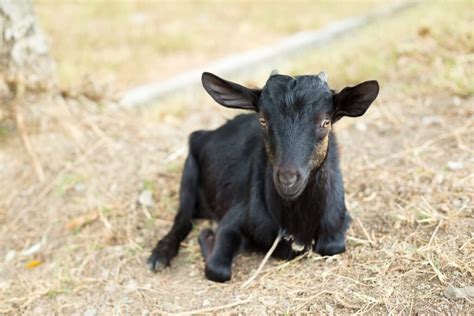 Black Bengal Goat Farming Information Guide