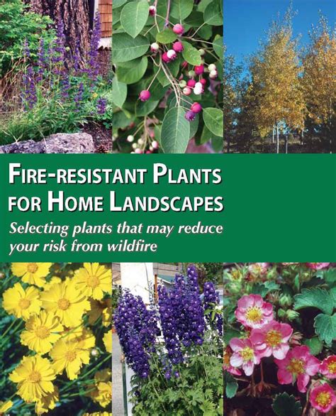 Fire Resistant Plants – FireFree