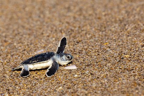 Sea Turtles Find Sanctuary for Nesting at Disney’s Vero Beach Resort | Disney Parks Blog