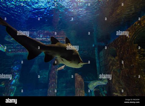 Exotic fishes and sharks in aquarium in istanbul - Turkuazoo Stock Photo - Alamy