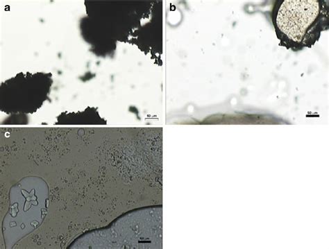 Optical micrographs recorded for sample G a solid sample obtained after... | Download Scientific ...