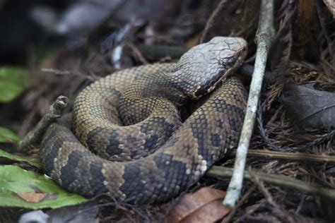 Baby Cottonmouth | It couldn't have been more than a foot lo… | Flickr