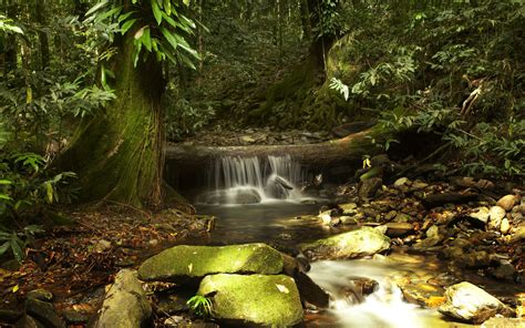 King Fern Creek in the Daintree Rainforest | Daintree rainforest ...