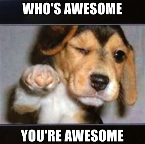 Youre Awesome Meme Dog