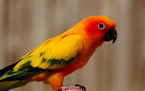 All Best Desktop Wallpapers: Picture orange yellow parrot | Parrot ...