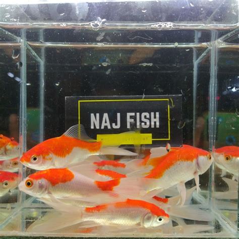 Jual Ikan Komet Merah Slayer Penghias Aquarium Aquascape Gojek Only ...