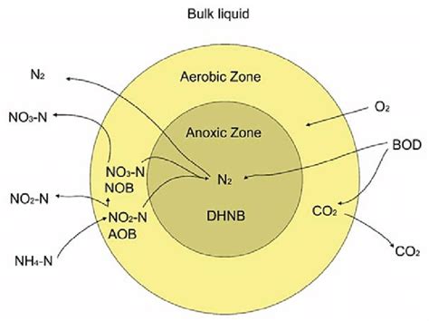 Diagram of SND in an activated sludge floc. | Download Scientific Diagram